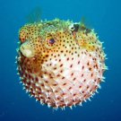 Puffer Fish Underwater 13 x 19 Color Photo Beauty