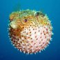 Puffer Fish Underwater 13 x 19 Color Photo Beauty