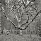 NOSTALGIC WIZARD TREE CATHEDRAL WOODS NEW HAMPSHIRE PHOTO 1900 BEAUTIFUL SCENE