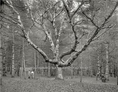 NOSTALGIC WIZARD TREE CATHEDRAL WOODS NEW HAMPSHIRE PHOTO 1900 BEAUTIFUL SCENE