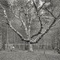 NOSTALGIC WIZARD TREE CATHEDRAL WOODS NEW HAMPSHIRE PHOTO 1900 BEAUTIFUL SCENE