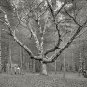 NOSTALGIC WIZARD TREE CATHEDRAL WOODS NEW HAMPSHIRE PHOTO 1900 BEAUTIFUL SCENE