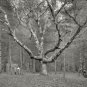 NOSTALGIC WIZARD TREE CATHEDRAL WOODS NEW HAMPSHIRE PHOTO 1900 BEAUTIFUL SCENE