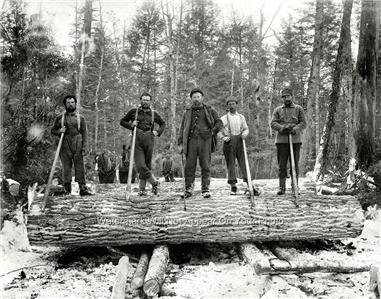globalsan carlos apache timber in cutter az