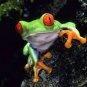 RED EYED-EYED TREE FROG PHOTO POSTER PREDATOR AMPHIBIANS CARNIVORES WEIRD ANIMAL