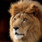 Lion The King  Stunning 13 by 19 Photograph