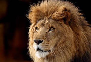 Lion The King  Stunning 13 by 19 Photograph