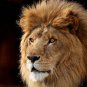 Lion The King  Stunning 13 by 19 Photograph