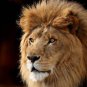 Lion The King  Stunning 13 by 19 Photograph