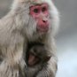 Snow Monkey and Baby Fantastic 13 by 19 Photograph