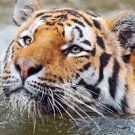 Tiger Stare Amazing 13 by 19 Photograph