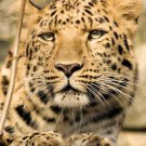 Leopard  Stunning 13 by 19 Photograph