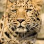 Leopard  Stunning 13 by 19 Photograph