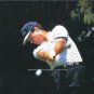 Tom Watson Impact Golf Photo large great action