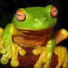 Red Eyed Tree Frog  Beautiful 13 x 19 Color Photo