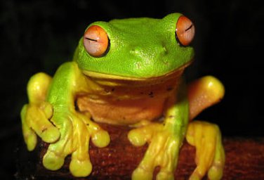 Red Eyed Tree Frog  Beautiful 13 x 19 Color Photo