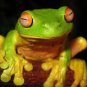 Red Eyed Tree Frog  Beautiful 13 x 19 Color Photo