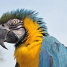 Blue Yellow Macaw Bird  Amazing 13 by 19 Photograph
