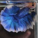 Blue Grizzle HM