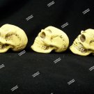 3 pc set of Mini Foam Skulls Creepy Halloween Prop Decor Crafts Mummified Aged 3 pc set of Mini Foam Skulls Creepy Halloween Prop Decor Crafts Mummified Aged