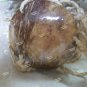 Child Genuine Coconut Shell Bra Bikini Top Hawaiian Luau Party Wear Hula Girl