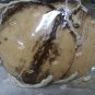 Child Genuine Coconut Shell Bra Bikini Top Hawaiian Luau Party Wear Hula Girl