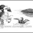 Common Loons Illustration Original