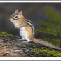 Chipmunk Original Painting