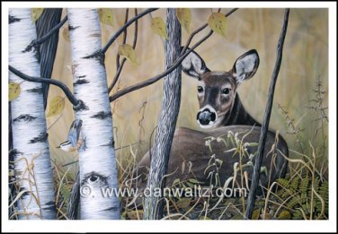Whitetail deer (Tranquil Response) Original