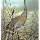 Sandhill Crane Print
