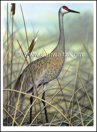 Sandhill Crane Print