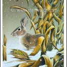 Cottontail Rabbit Print