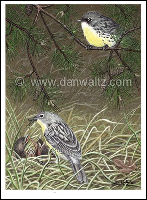 Kirtland Warblers Original