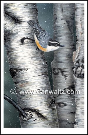 Red Breasted Nuthatch Original
