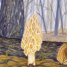 Morel Mushroom Orig