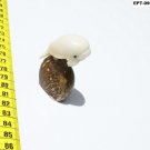 Hand Carved Whale Tagua Nut Figurine, Art Of Ecuador