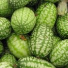 Cucumber Mexican Gherkin. 10 Seeds (Melothria scabra). Combined shipping!