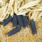 Corn. Miniature Blue popcorn. Sweet. 25 Seeds. Combined shipping!