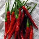 Pepper Pequin. New form. Long and thin. 10 Seeds. Combined shipping!