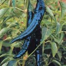 Pepper Pasilla. Mexican cuisine. 10 Seeds. Combined shipping!