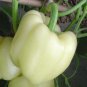 Sweet Pepper. White Bell. 10 seeds.