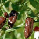 Pepper Habanero Chocolate. 10 seeds. Combined shipping.