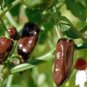 Pepper Habanero Chocolate. 10 seeds. Combined shipping.