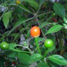 Pepper Tepin. 10 seeds. Combined shipping!
