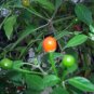 Pepper Tepin. 10 seeds. Combined shipping!