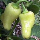Pepper Caloro. 10 seeds. Combined shipping!