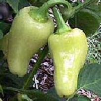 Pepper Caloro. 10 seeds. Combined shipping!