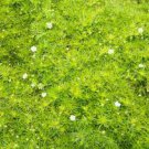 Sagina subulata. Irish Moss. 50 seeds. Excellent groundcover! Combined shipping!