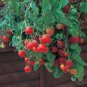 Tomato Cherry Tumble Tom.30 seeds.