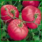 Tomato Giant Belgian Pink. 10 seeds. Combined Shipping!